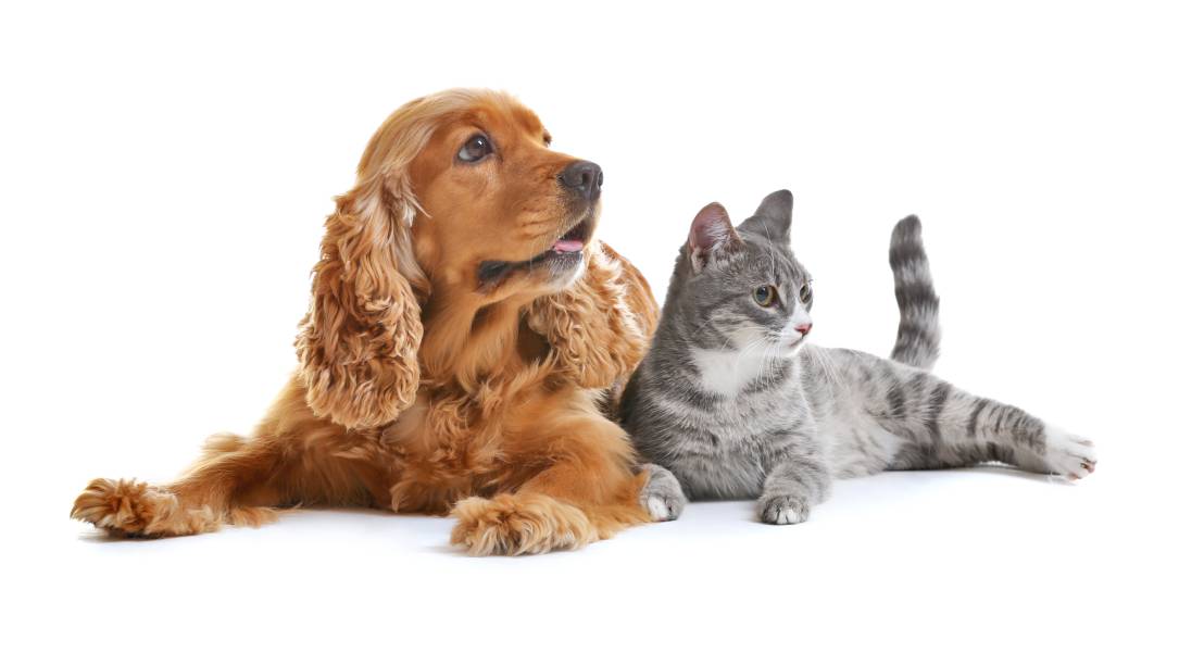 Banner Animalin